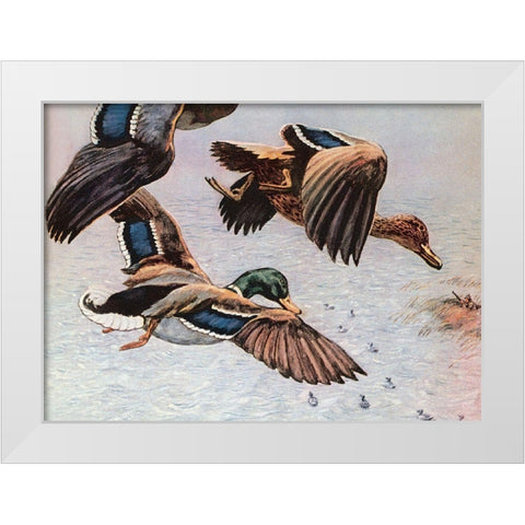 Sitting Ducks White Modern Wood Framed Art Print by Unknown