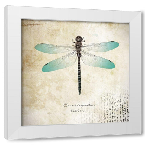Cardulegaster baltanii White Modern Wood Framed Art Print by Braun Studio