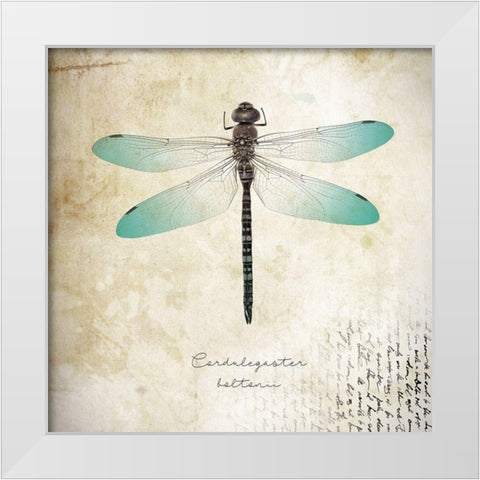 Cardulegaster baltanii White Modern Wood Framed Art Print by Braun Studio