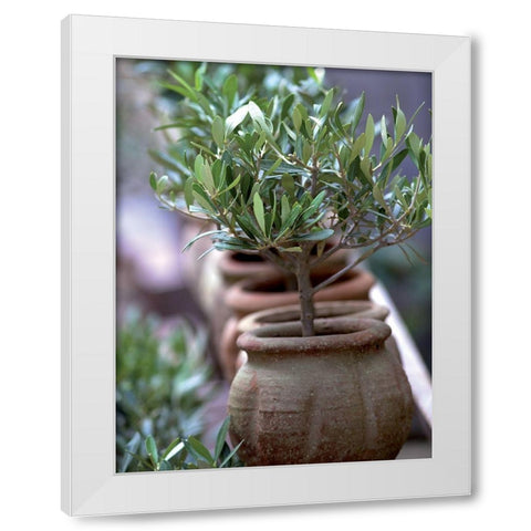 Petit olivier White Modern Wood Framed Art Print by Palut, Jacques