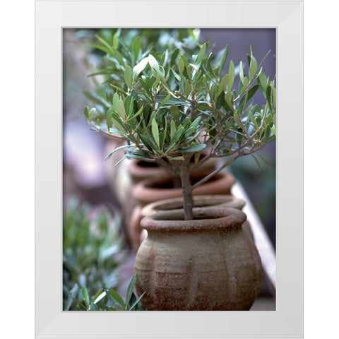 Petit olivier White Modern Wood Framed Art Print by Palut, Jacques