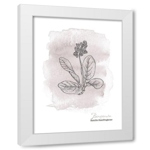 Planche botanique 3 White Modern Wood Framed Art Print by Braun Studio