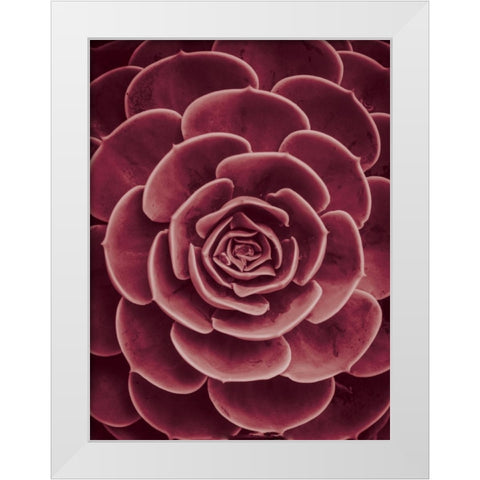 Cactus flower White Modern Wood Framed Art Print by Braun Studio