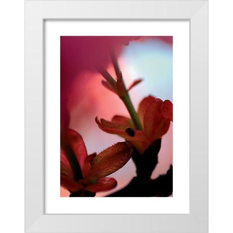 Prunus 3 White Modern Wood Framed Art Print by Ayrault, Marc