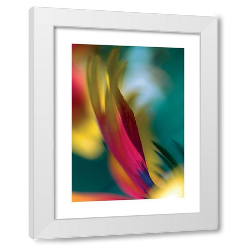 Rudbeckia White Modern Wood Framed Art Print by Ayrault, Marc