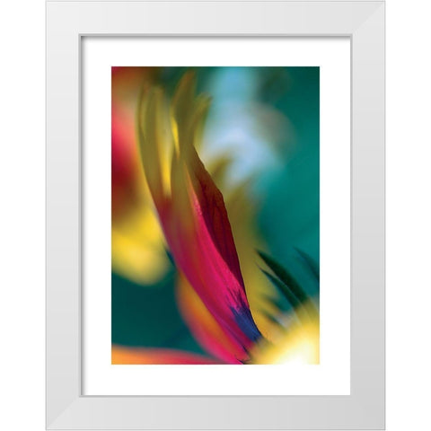 Rudbeckia White Modern Wood Framed Art Print by Ayrault, Marc