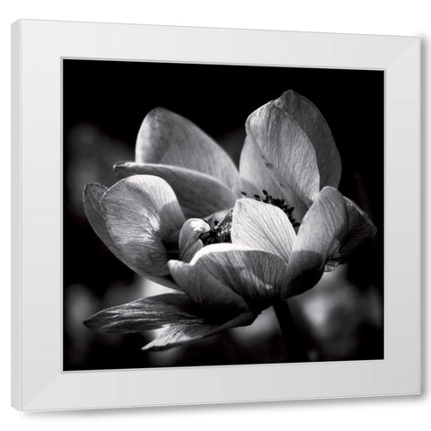 Spring dream White Modern Wood Framed Art Print by Mercier, Bruno