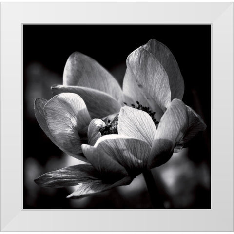 Spring dream White Modern Wood Framed Art Print by Mercier, Bruno