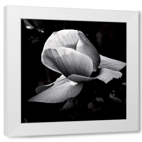 Springfield White Modern Wood Framed Art Print by Mercier, Bruno