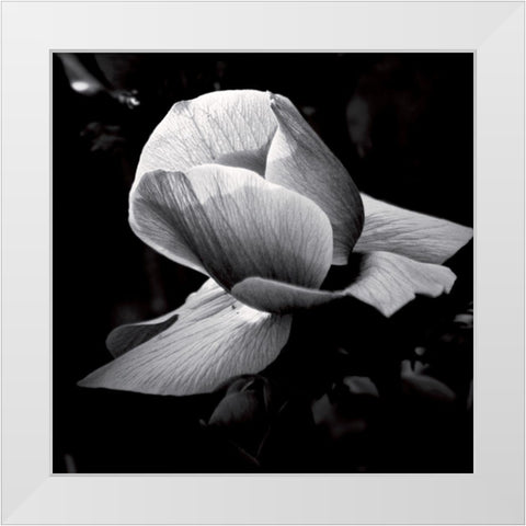 Springfield White Modern Wood Framed Art Print by Mercier, Bruno