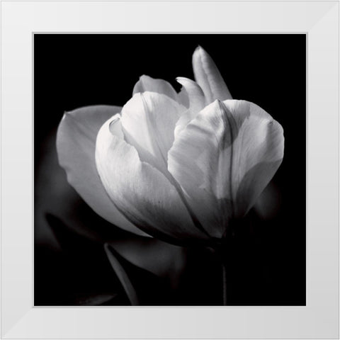 Morning caress White Modern Wood Framed Art Print by Mercier, Bruno