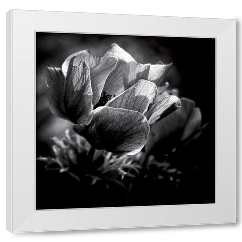 Looking for the light White Modern Wood Framed Art Print by Mercier, Bruno