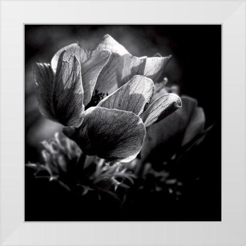 Looking for the light White Modern Wood Framed Art Print by Mercier, Bruno