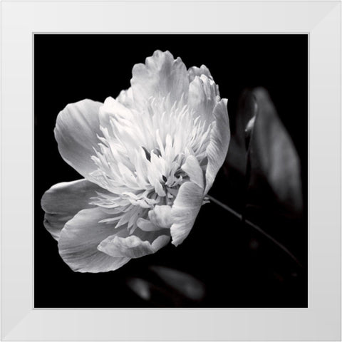 Dance on a volcano White Modern Wood Framed Art Print by Mercier, Bruno