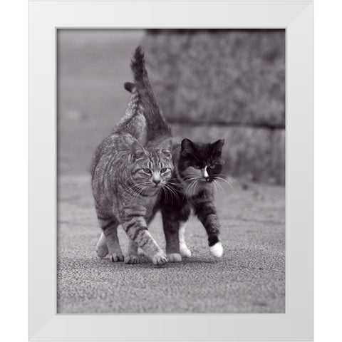 Ballade de chatons White Modern Wood Framed Art Print by Seiji
