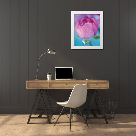 Rose en beaute White Modern Wood Framed Art Print by Friis-Larsen, Liv
