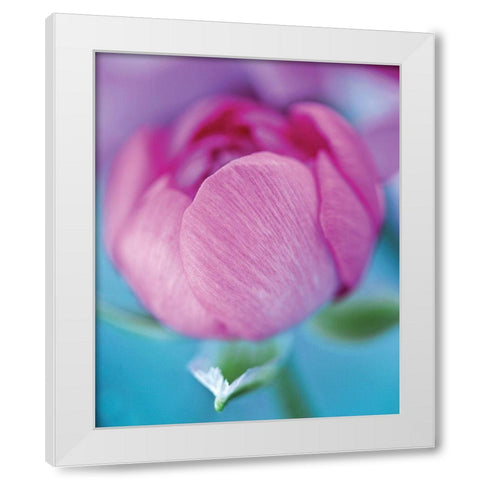 Rose en beaute White Modern Wood Framed Art Print by Friis-Larsen, Liv