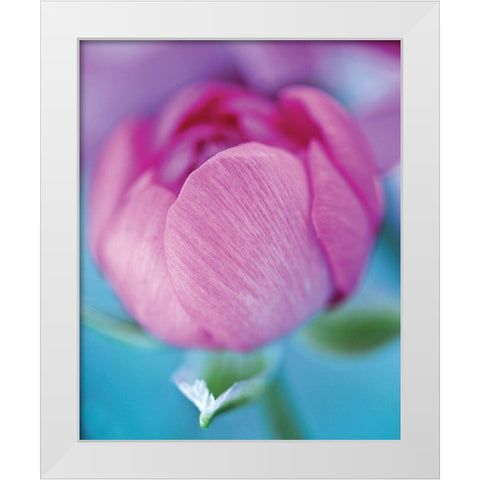 Rose en beaute White Modern Wood Framed Art Print by Friis-Larsen, Liv