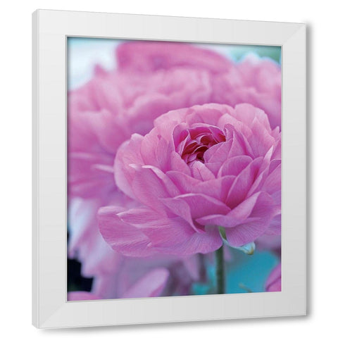 Roses Anglaises White Modern Wood Framed Art Print by Friis-Larsen, Liv