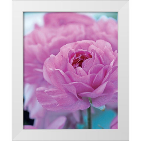 Roses Anglaises White Modern Wood Framed Art Print by Friis-Larsen, Liv