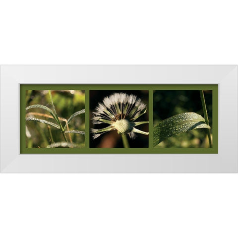 Rosee White Modern Wood Framed Art Print by Pinsard, Laurent