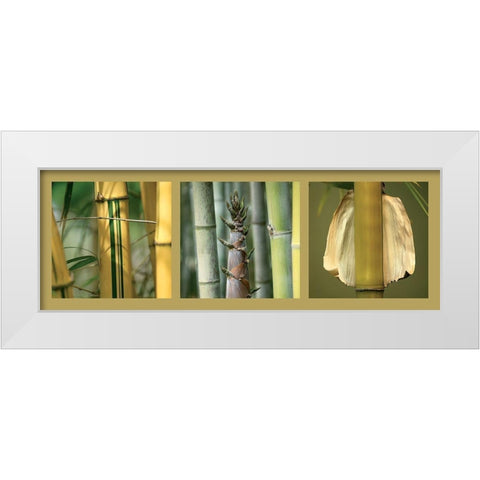 Bambous White Modern Wood Framed Art Print by Pinsard, Laurent