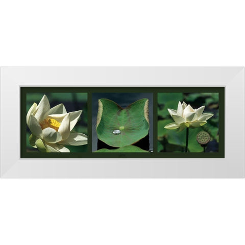 Lotus blancs White Modern Wood Framed Art Print by Pinsard, Laurent