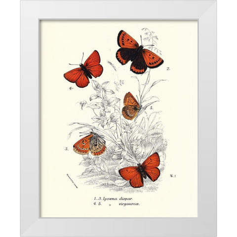 Planche Papillons 2 White Modern Wood Framed Art Print by BRAUN Studio