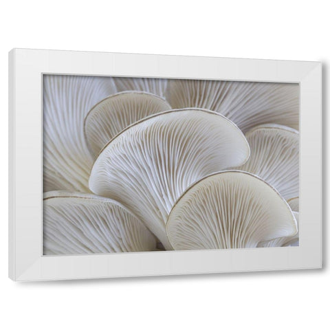 White blades mushroom White Modern Wood Framed Art Print by Braun Studio