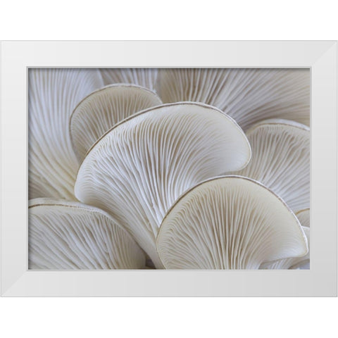White blades mushroom White Modern Wood Framed Art Print by Braun Studio
