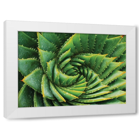 Vert de cactus White Modern Wood Framed Art Print by Braun Studio