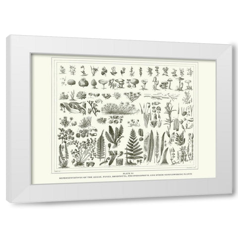 Planche Botanique 1 White Modern Wood Framed Art Print by BRAUN Studio