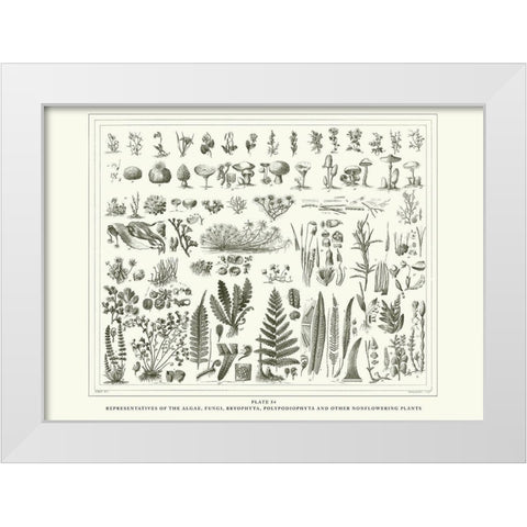 Planche Botanique 1 White Modern Wood Framed Art Print by BRAUN Studio