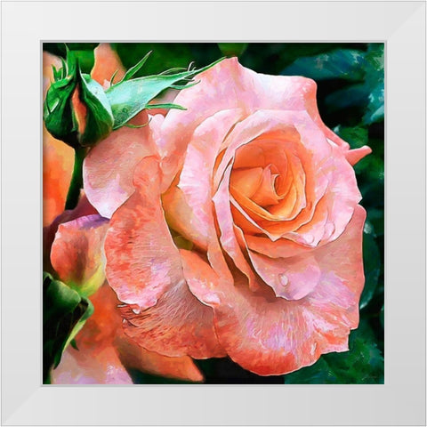 Big Rose White Modern Wood Framed Art Print by Medeiros, Celito