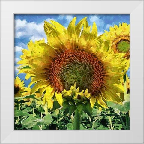 Sunflower White Modern Wood Framed Art Print by Medeiros, Celito