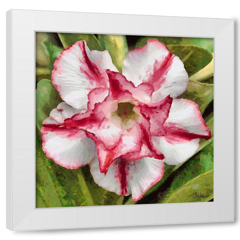 Orchids III White Modern Wood Framed Art Print by Medeiros, Celito