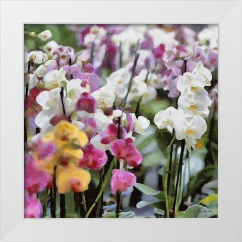 Orchids V White Modern Wood Framed Art Print by Medeiros, Celito