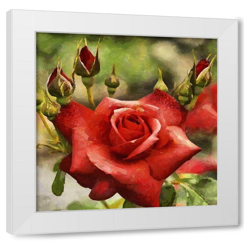 Rose with Buds White Modern Wood Framed Art Print by Medeiros, Celito