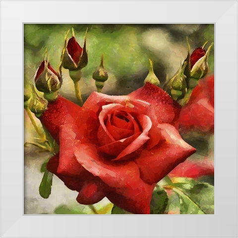 Rose with Buds White Modern Wood Framed Art Print by Medeiros, Celito