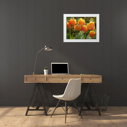 7 Orange Tulips White Modern Wood Framed Art Print by Medeiros, Celito