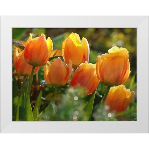 7 Orange Tulips White Modern Wood Framed Art Print by Medeiros, Celito