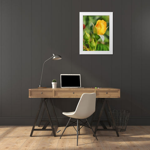 One Yellow Rose White Modern Wood Framed Art Print by Medeiros, Celito