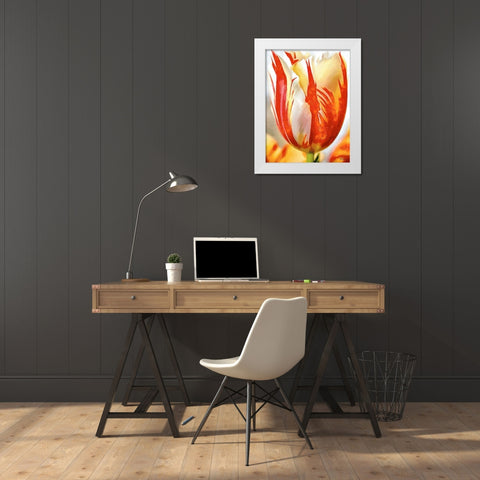 Tulip in White and Orange Colors II White Modern Wood Framed Art Print by Medeiros, Celito