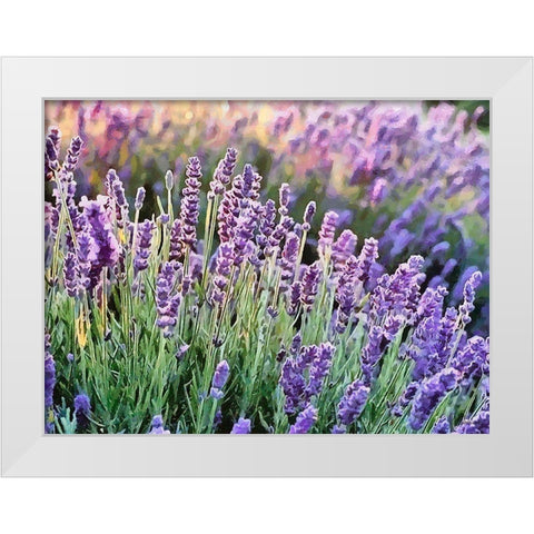 Lavender Field VII White Modern Wood Framed Art Print by Medeiros, Celito