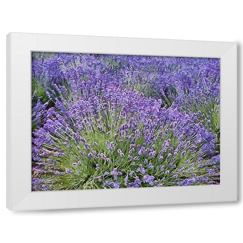 Lavender Field VIII White Modern Wood Framed Art Print by Medeiros, Celito
