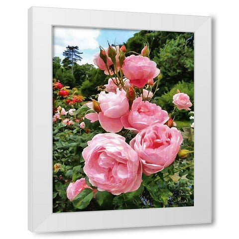 Pink Roses White Modern Wood Framed Art Print by Medeiros, Celito
