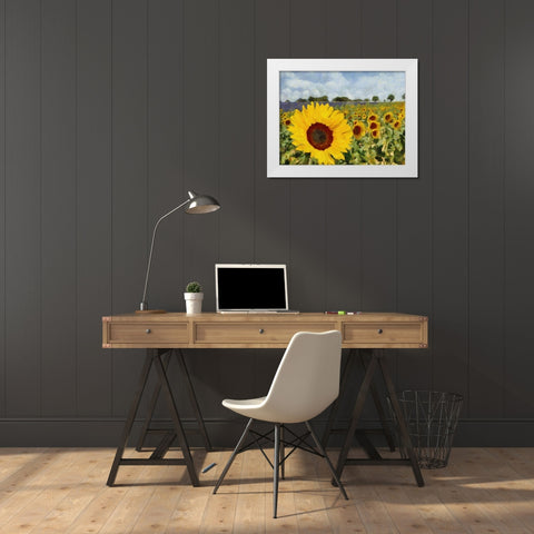 Sunflower Field White Modern Wood Framed Art Print by Medeiros, Celito