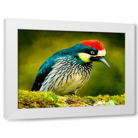 Red Head Bird White Modern Wood Framed Art Print by Medeiros, Celito