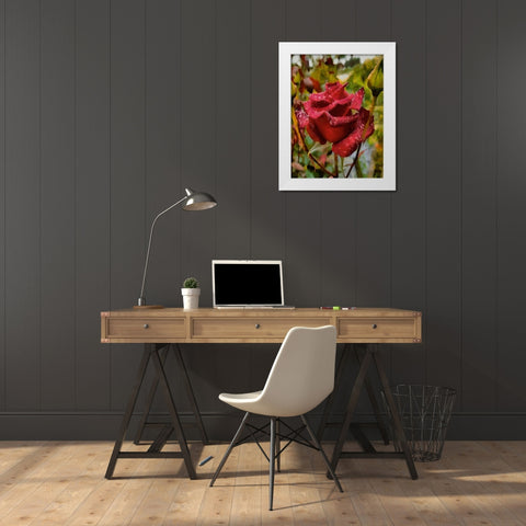One Red Rose White Modern Wood Framed Art Print by Medeiros, Celito