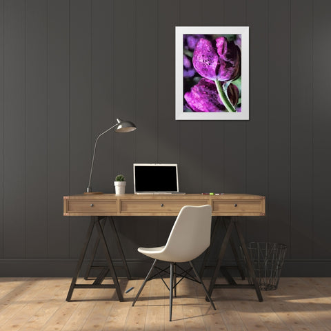 Purple Tulips White Modern Wood Framed Art Print by Medeiros, Celito